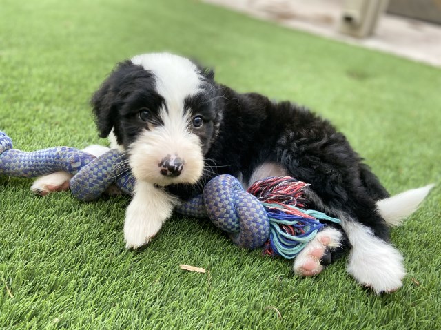 Old English Sheepdog puppy dog for sale in Eastvale ...