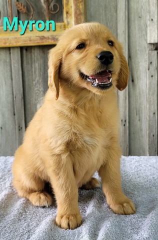 Golden Retriever puppy for sale + 63475