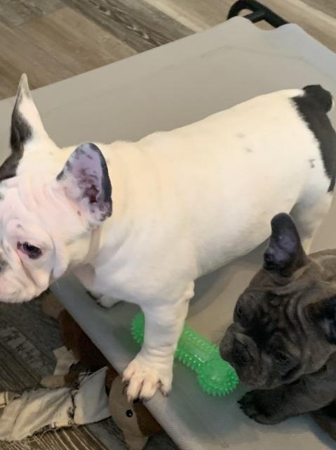 Pied Male French Bulldog