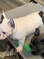 Pied Male French Bulldog French Bulldog for sale/adoption