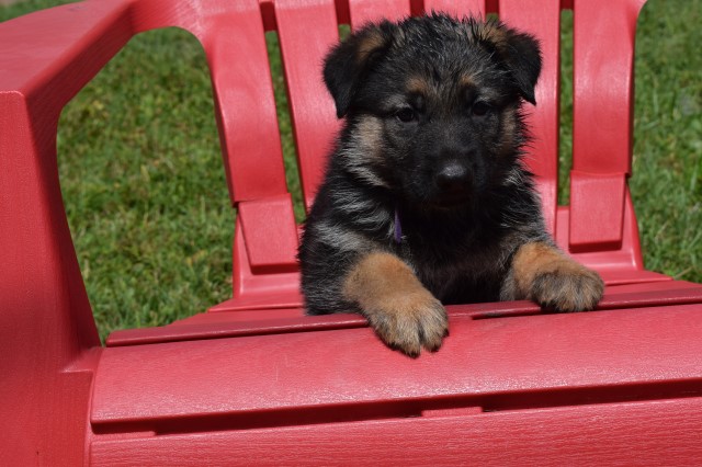 German Shepherd Dog puppy for sale + 63074