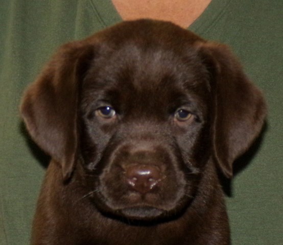 Gorgeous Chocolate pups