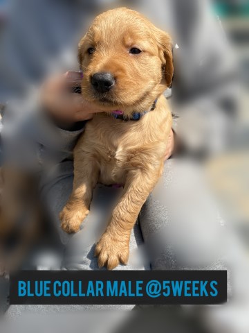 Male golden retriever puppy blue collar male