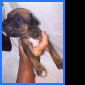 Boxer Puppies for Sale Continued
