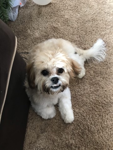 half shih tzu half bichon frise puppies for sale