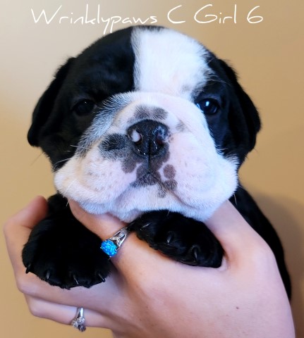 English Bulldog babies