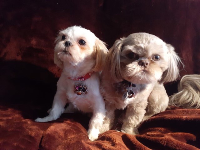 AKC STORM'S CAPONE & CHIQUI'S STANDARD SHIH TZU'S