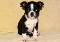 Boston Terrier thumbnail