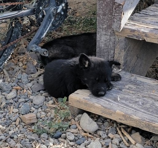 German Shepherd Dog puppy for sale + 66841