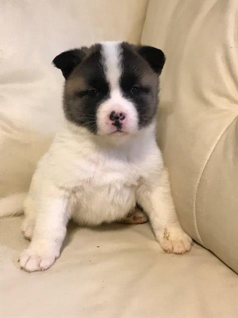 Akita puppy for sale + 56036