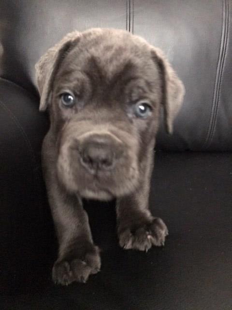 World Champion Bloodline Cane Corso Puppies