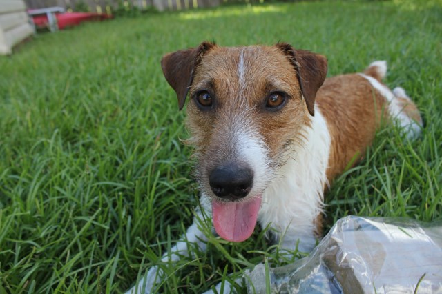 Jack Russell Terrier puppy for sale + 54104