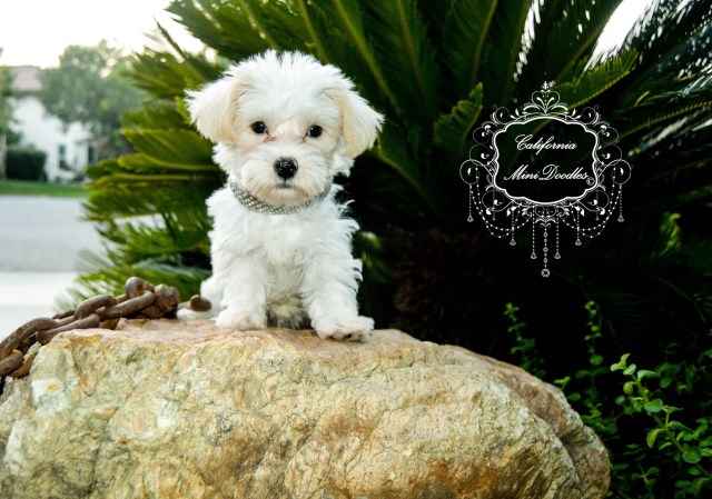 Maltipoo, Maltichon, Maltitzu, mini-doodle, female named: 'Snow White'