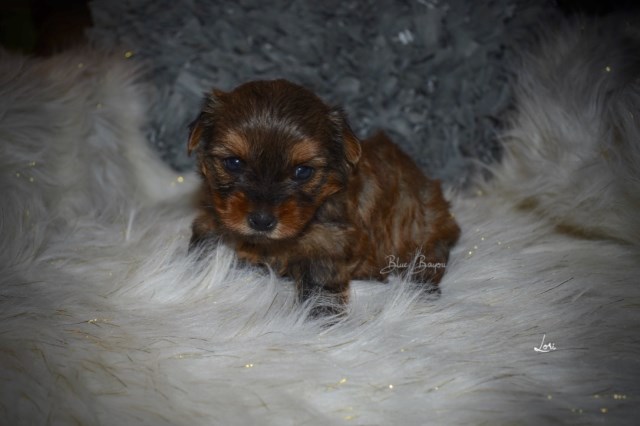 Yorkshire Terrier puppy for sale + 55165
