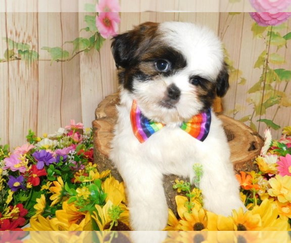 Shih Tzu puppy for sale + 66554