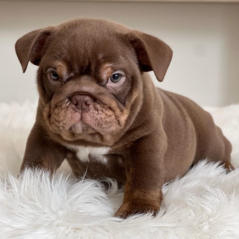 Registered English Bulldog puppies