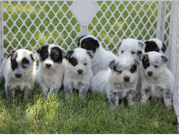 Australian Cattle Dog Puppies