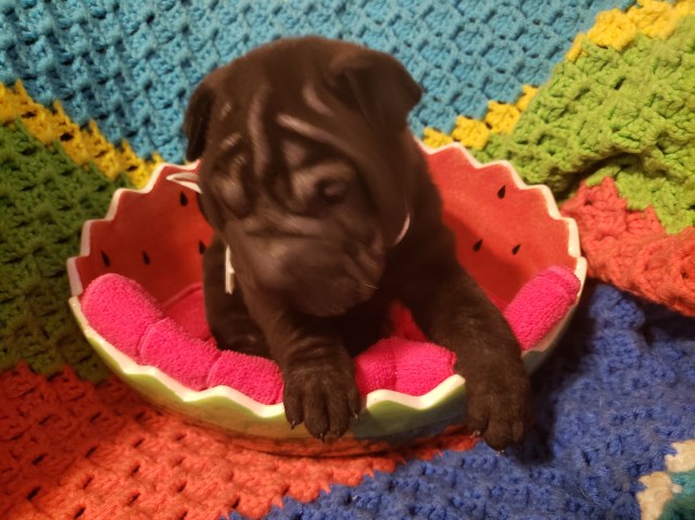 Chinese Shar Pei puppy for sale + 57280