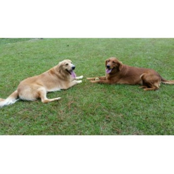 Golden Retriever Puppies