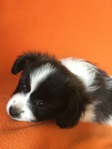 Papillon puppy for sale + 53388