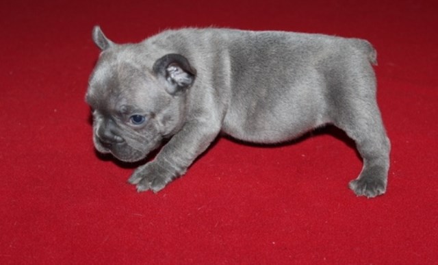 French Bulldog puppy for sale + 48208