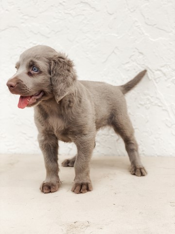 Weimaraner puppy for sale + 62019