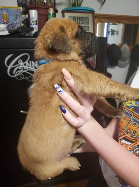 Mastiff puppy for sale + 61068