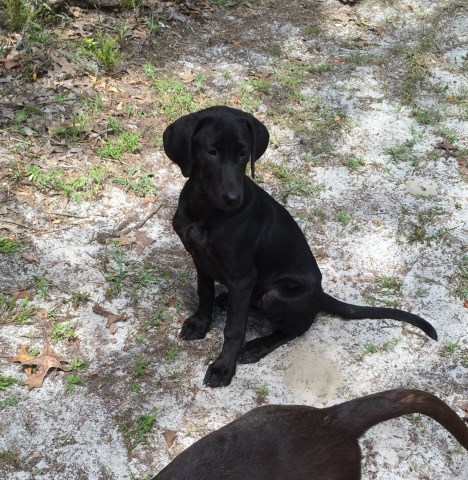 Black Female Labrador Retriever Puppy For Sale