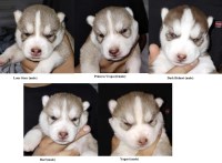 Siberian Husky thumbnail