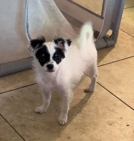Chihuahua puppy for sale + 66480