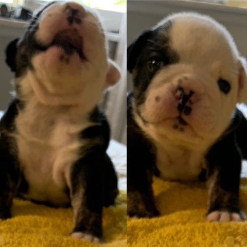 English Bulldog puppy for sale + 60632