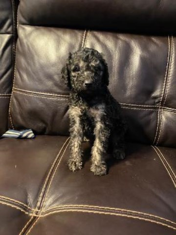 Registered Goldendoodle puppies