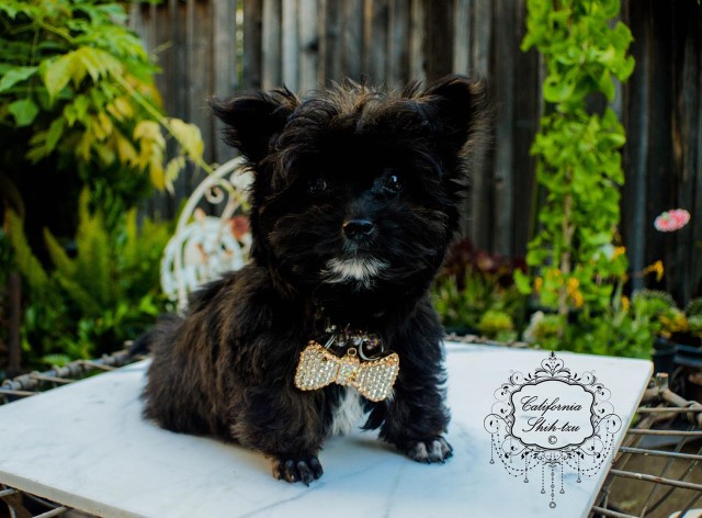 Shih Tzu / Maltese Designer male puppy - SASHA