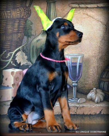 World Champion sired Doberman female puppy