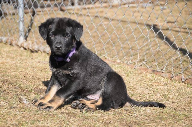 German Shepherd Dog puppy dog for sale in Findlay, Ohio