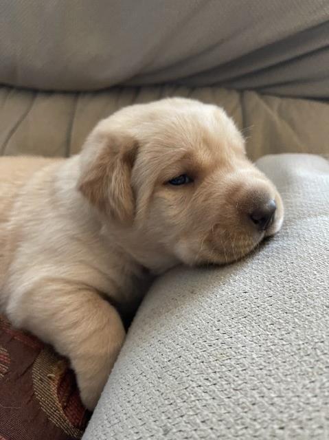 Akc Labrador puppies