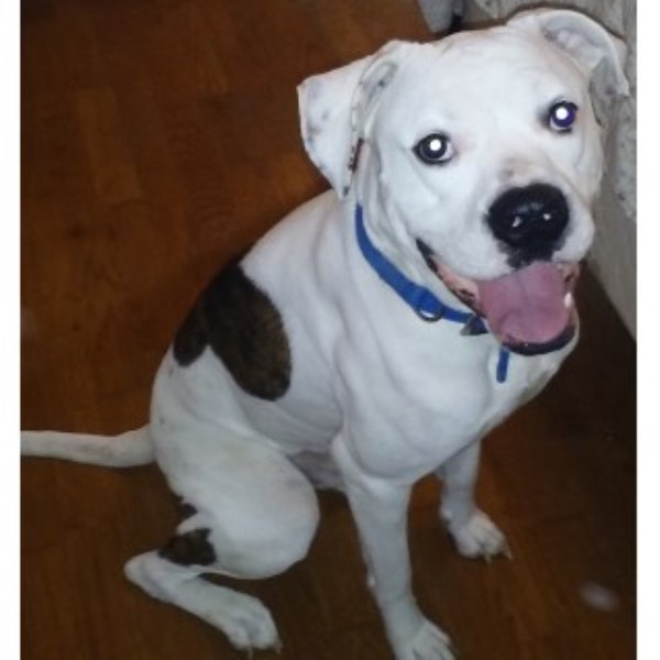 Looking For My Forever Home