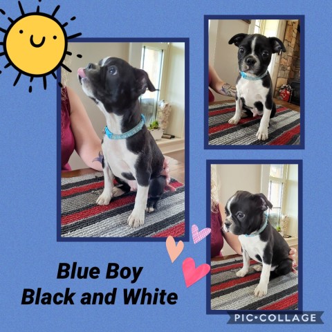Boston Terrier puppies