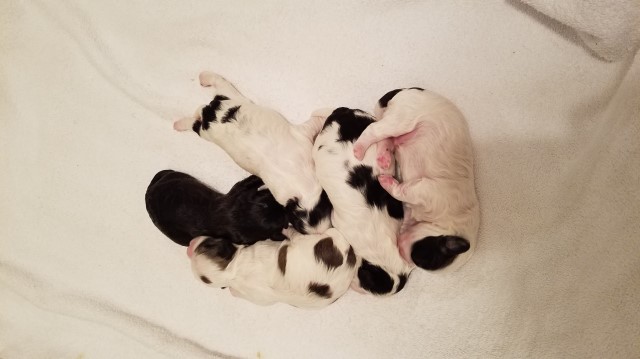 Lucy and Rowdy's babies are here!