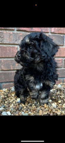 Cockapoo puppy for sale + 65647