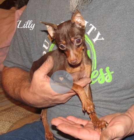 Miniature Pinscher Lilly