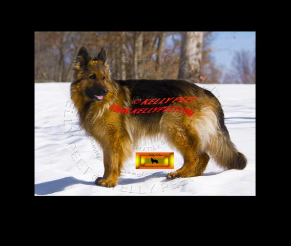 German Shepherd Dog puppy for sale + 48021