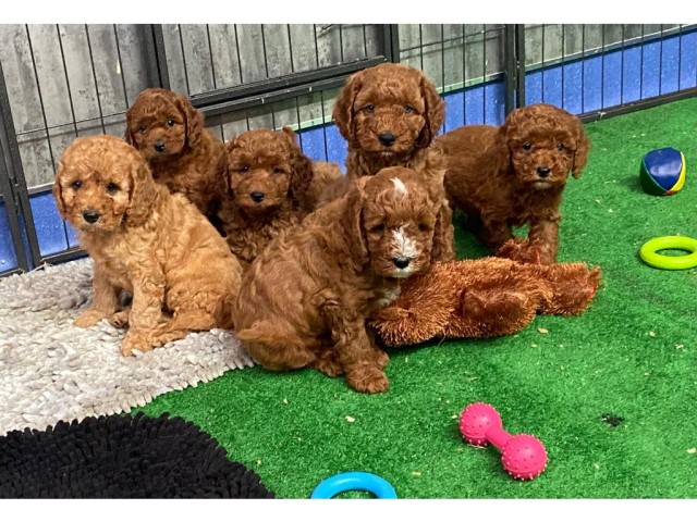 Beautiful F1 Cavapoos from health tested parents