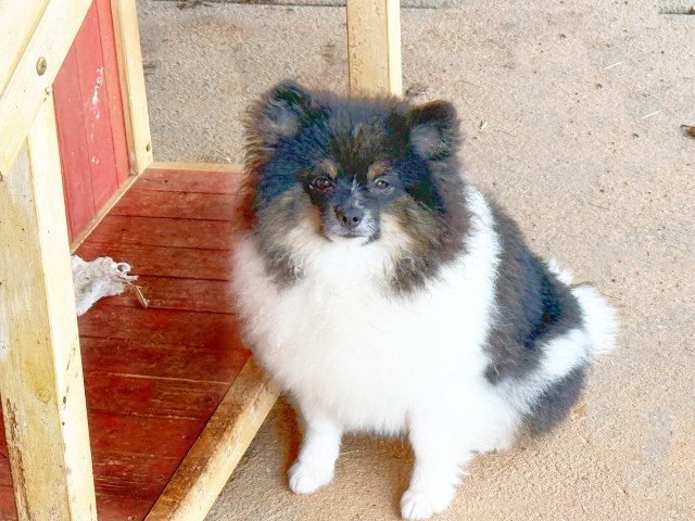 Pomeranian puppy for sale + 66305