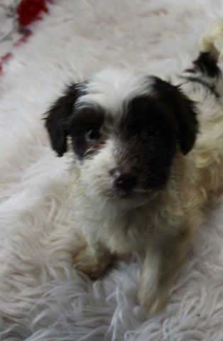 Sunshine -  AKC havanese puppy