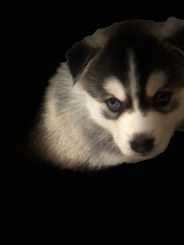 Baby f 2 Pomsky his name is Red born Jan 4, 2021