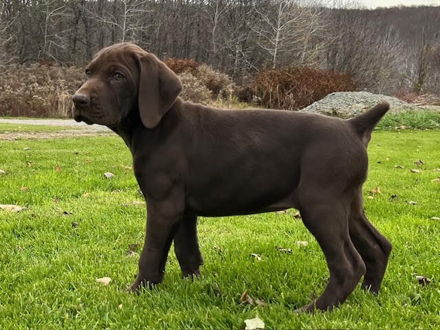 German Shorthaired Pointer puppy for sale + 66146