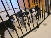 Siberian Husky/ Akita Siberian Husky for sale/adoption