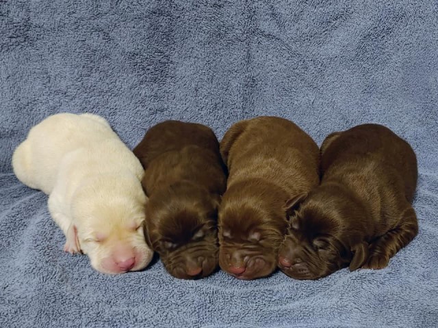 AKC Champion Bloodline Labrador Retriever Puppies!