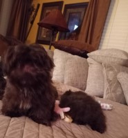 Chocolate Shih Tzu Shih Tzu for sale/adoption